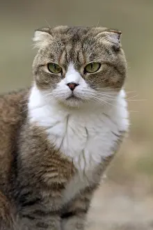 Shor: Portrait of a Scottish Fold in summer in France