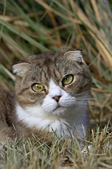 Fold: Portrait of a Scottish Fold in summer in France