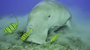 Algae: Portrait of Sea Cow (Dugong dugon) eating algae