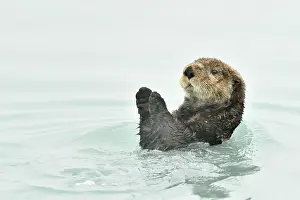 Enhydra: Portrait of Sea otter ( Enhydra lutris ) at the