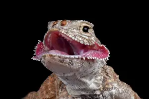 Iran: Portrait of Secret Toadhead Agama (Phrynocephalus