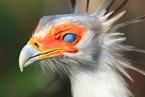 Membrane: Portrait de Secretarybird (Sagittarius serpentarius)