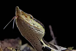 Acutus: Portrait of Sharp-nosed viper (Deinagkistrodon acutus)