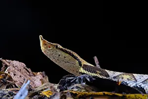 Acutus: Portrait of Sharp-nosed viper (Deinagkistrodon acutus)