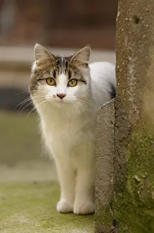 Shor: Portrait of a she-cat in an alley Yport France