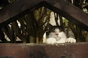 Shor: Portrait of a she-cat watching behind a fence Yport