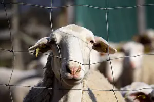 Unsharp: Portrait of a Sheep behind a fence