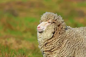 Heaths: Portrait of Sheep in the moor - Falkland Islands