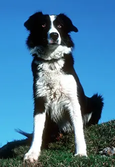 Disc: Portrait of sheepdog border collie