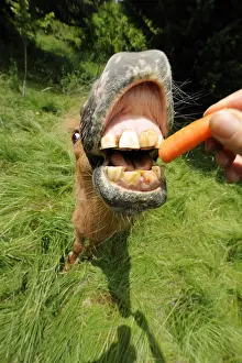 Hooks: Portrait of a Shetland pony eating a carrot France