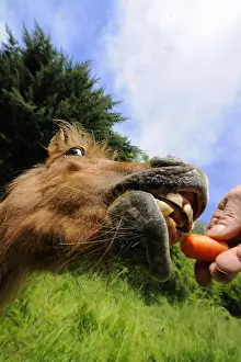 Hooks: Portrait of a Shetland pony eating a carrot France
