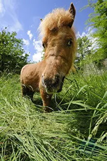 Shetlands: Portrait of a Shetland pony in the grass France