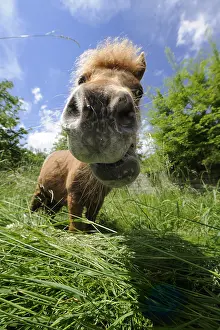 Shetlands: Portrait of a Shetland pony in the grass France
