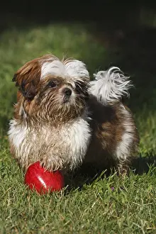 Turfs: Portrait of Shih Tzu puppy playing with an apple France