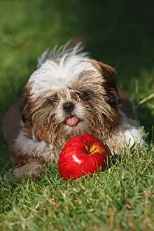 Turfs: Portrait of Shih Tzu puppy playing with an apple France