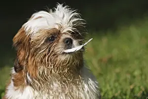 Turfs: Portrait of Shih Tzu puppy playing with a feather France