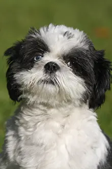 Absurd: Portrait of a ShihTzu puppy eyes minnows France