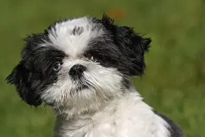 Absurd: Portrait of a ShihTzu puppy eyes minnows France