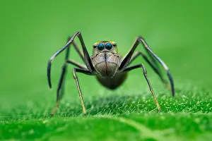 Salticidae: Portrait shot of a ant-mimicking jumping spider
