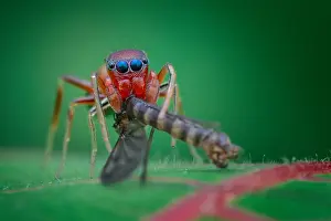 Myrmarachne: Portrait shot of a female ant-mimicking jumping