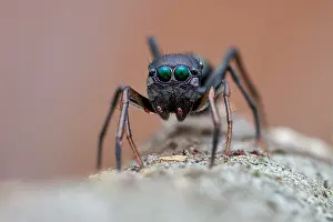 Salticidae: Portrait shot of a female ant-mimicking jumping