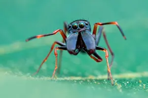 Nobod: Portrait shot of a male ant-mimicking jumping spider