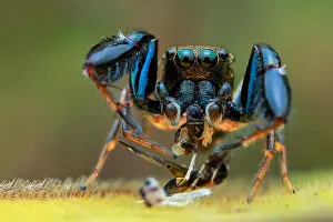 Armed: Portrait shot of a male hairy-armed jumping spider