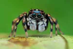 Salticidae: Portrait shot of a male jumping spider (Salticidae