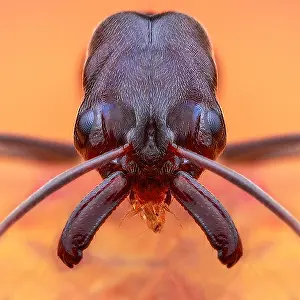 Trap: Portrait shot of a Trap-jaw ant (Odontomachus simillimus)