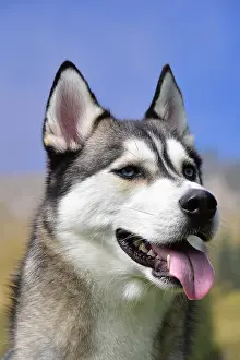 Husky: Portrait of a Siberian Husky