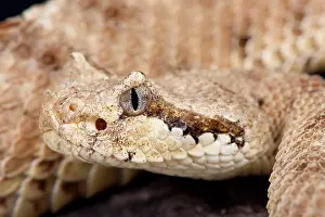 Cerastes: Portrait of Sidewinder (Crotalus cerastes)