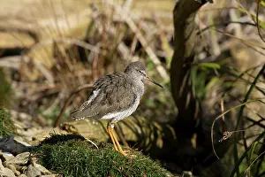 Trust: Portrait of single Redshank, Tringa totanis, standing