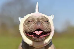 Unicorn: Portrait of smiling French Bulldog dog wearing cute