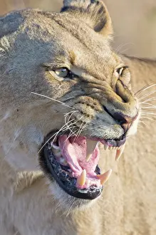 Snarling: Lion