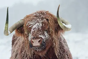 Witte: Zebu