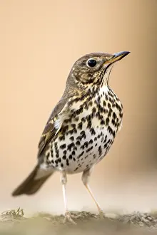 Turdidae: Portrait of Song Thrush (Turdus philomelos), Teruel