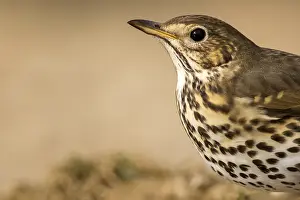 Turdidae: Portrait of Song Thrush (Turdus philomelos), Teruel
