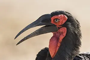 Hornbill: Portrait of Southern ground hornbill (Bucorvus leadbeateri)