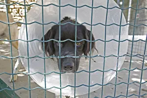 Providing: Portrait of an SPCA black dog wearing a flange in France