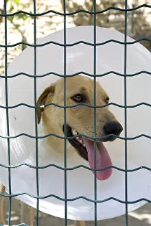 Providing: Portrait of an SPCA Labrador wearing a flange in France
