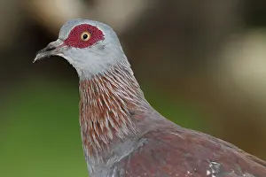 Columba: Portrait of Speckled Pigeon (Columba guinea), Lake