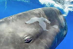 Sperm: Portrait of a sperm whale, Physeter macrocephalus