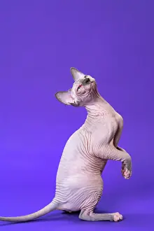 Mink: Portrait of Sphynx Hairless Cat of color blue mink