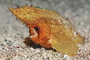 Spiny: Portrait, Spiny wasp fish or as spiny waspfish (Ablabys
