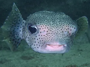 Trunkfish: Portrait of spot-fin porcupinefish (Diodon hystrix)