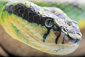 Viperidae: Portrait of Sri Lankan green Pitviper (Trimeresurus