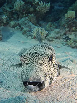 Patterned: Portrait of star puffer (Arothron stellatus), Dive