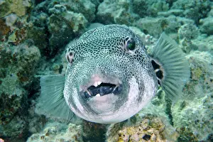 Patterned: Portrait of star puffer (Arothron stellatus), Dive