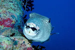 Wreck: Portrait of star puffer (Arothron stellatus), Dive
