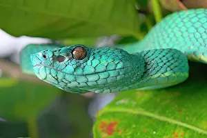 Lateralis: Portrait of Side Striped Palm Pitviper (Bothriechis